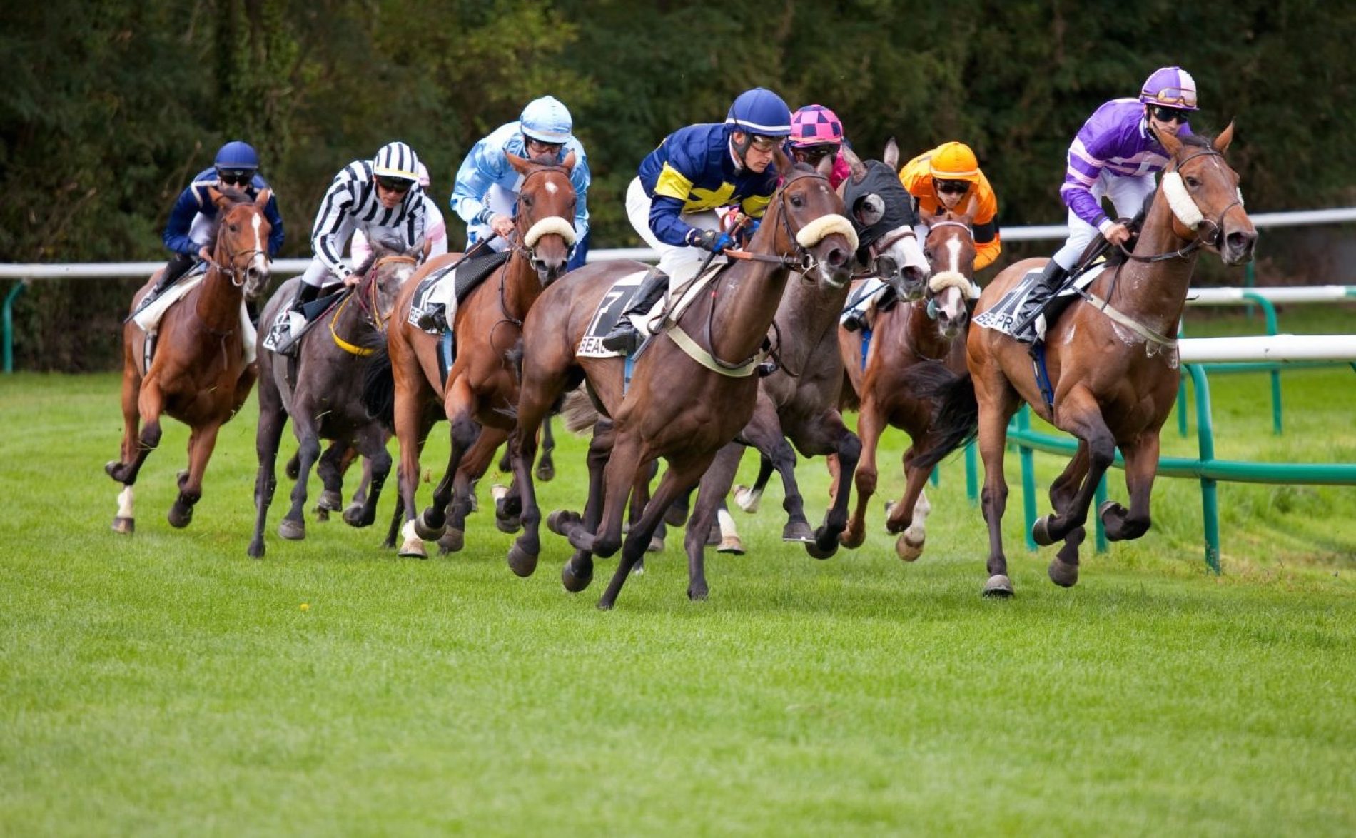 Quelques conseils pour les débutants aux courses hippiques